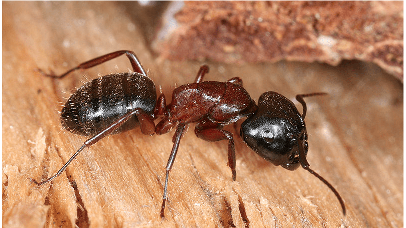 Carpenter Ants Galore!