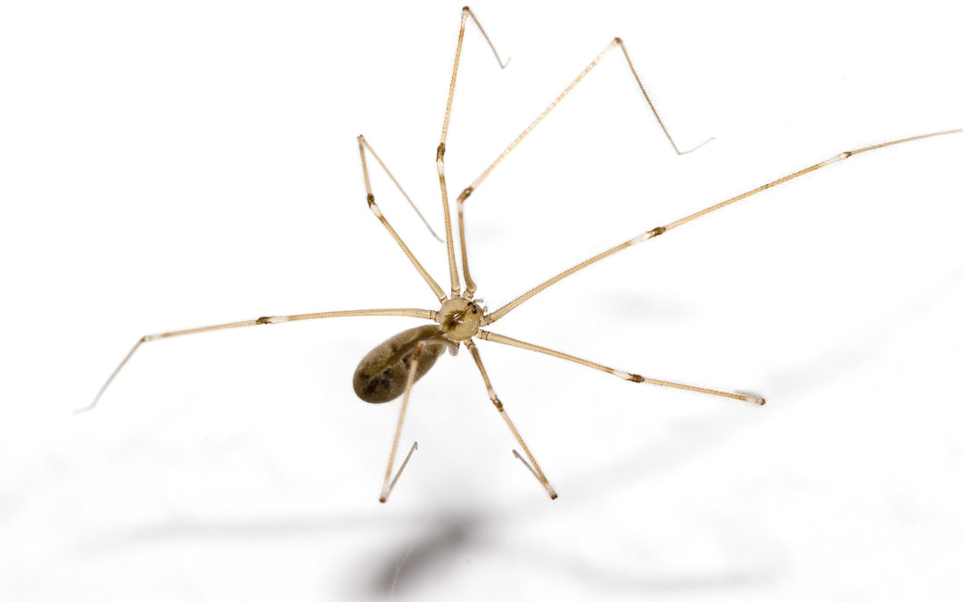 10 Ways to Protect Your Home From Bed Bugs