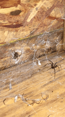 brown-recluse_1497365569