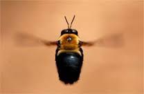 Carpenter Bees Aren’t The Bees Knees