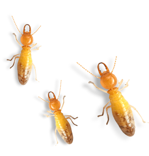 fresno termite control