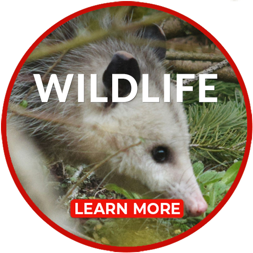 wildlife-swat-circle-img